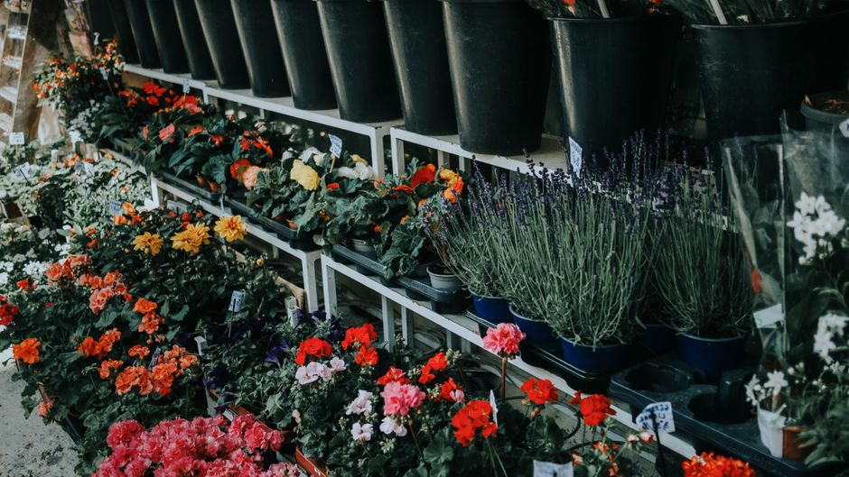 A variety of flowering plants arranged on white display shelves in a garden center, including vibrant red, pink, orange, and purple flowers such as primroses and petunias, along with tall lavender pla