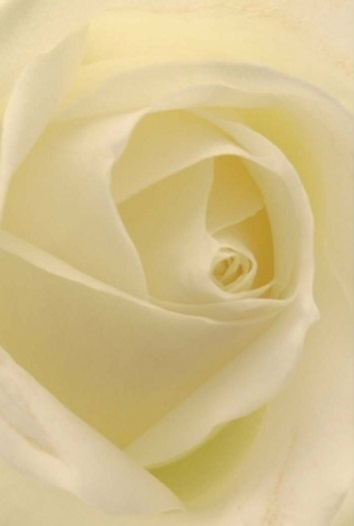 From a close vantage, the classic white rose at the heart of this image invites admiration for both its quiet strength and delicate artistry, a staple in Brent Cross's most cherished floral traditions. Shades of pristine white and gentle cream merge seamlessly through each petal, creating a luminous interplay that feels as if the bloom itself were softly glowing under light akin to the natural illumination drifting through Clitterhouse Recreation Ground. The careful spiraling of the inner petals speaks of resilience and calm, while subtle gradients of shadow and colour elevate the rose's natural sophistication. For a florist in Brent Cross, such an arrangement represents the perfect gesture for heartfelt apologies, impulsive romantic gestures, or as the centrepiece of an elegant wedding celebration. The flower projects an aura of clean serenity, underscored by the imagined, gentle perfume typical of fresh roses delivered across Brent Cross every day. This rose is not merely seen but felt-a celebration of pure emotion and the bespoke talent of local florists who infuse each bouquet with sincerity and grace.